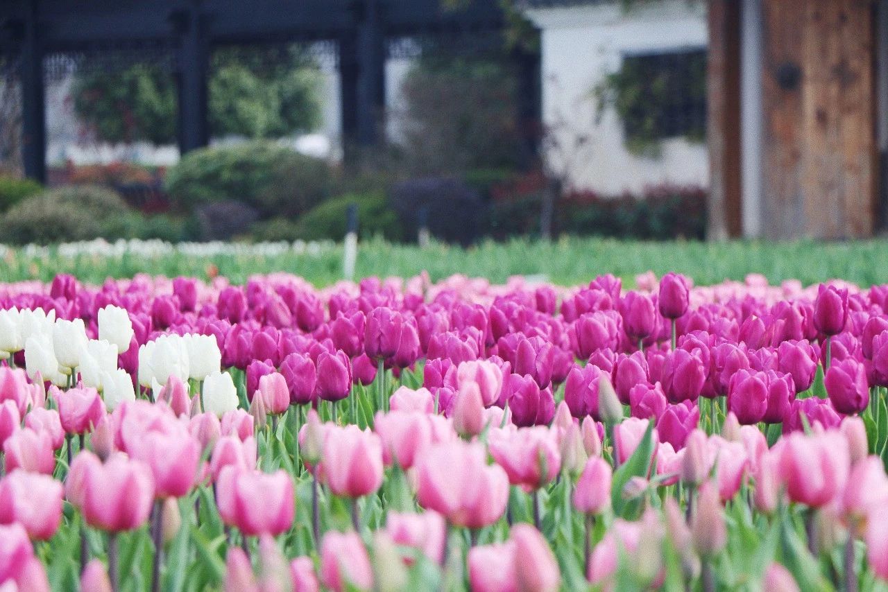 定了！3月12日 | 武汉郁金香主题公园第十届春季花展暨首届绿雕艺术节唯美启幕！